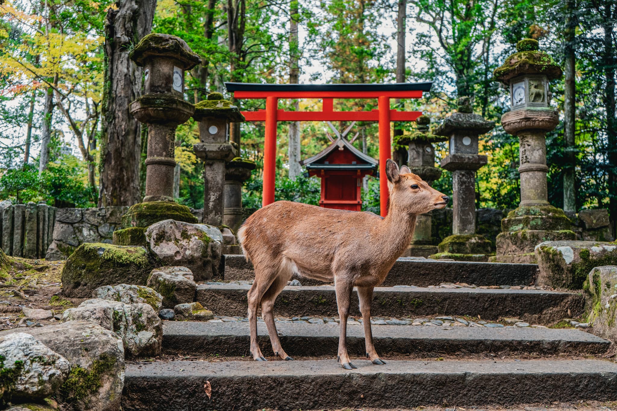 A brown deer standing in front of a shrine in Nara, Japan