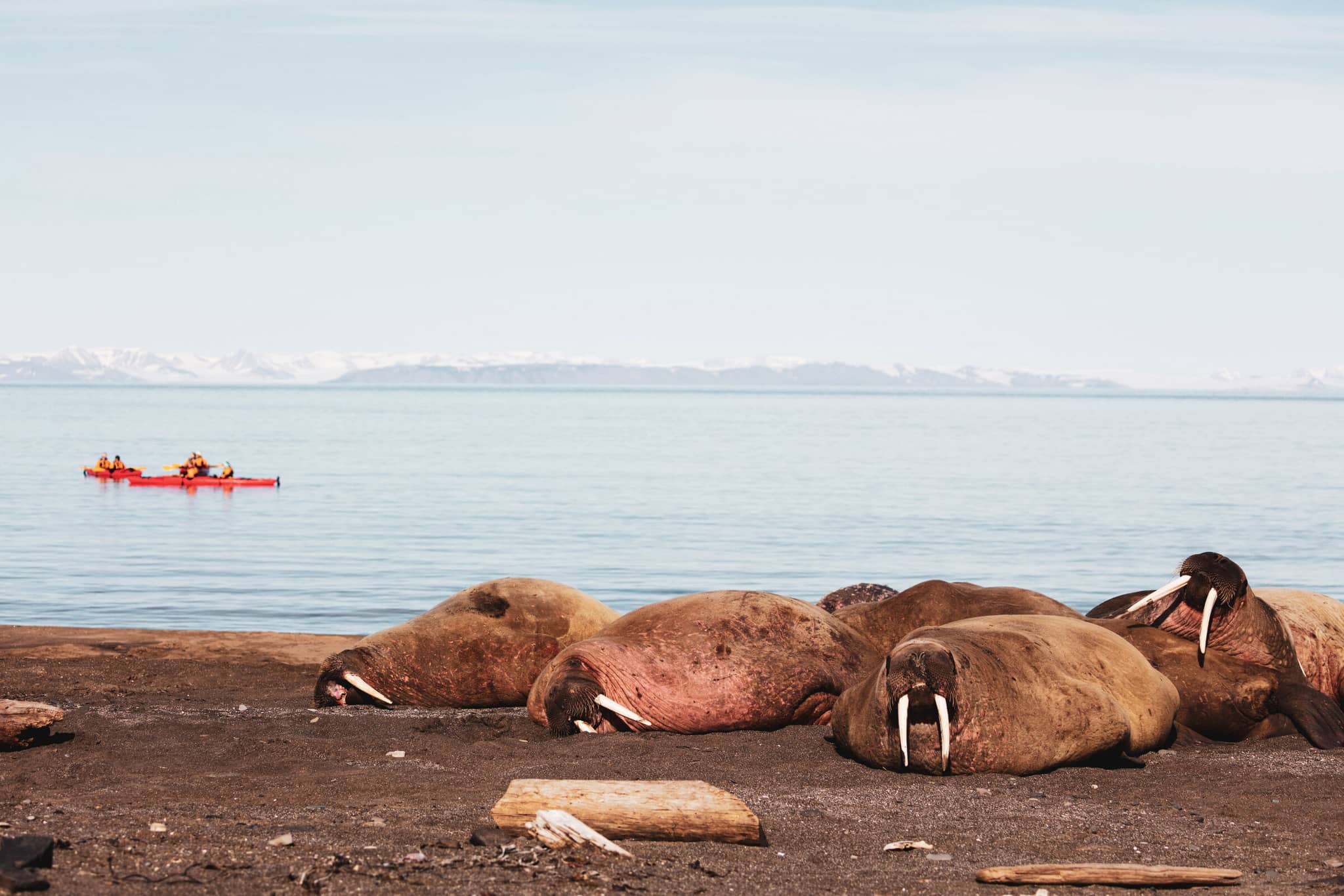 Arctic and Beyond gallery 01 galleryhero kayakwalrus norway DanitaDelimont RM EU21 JLE0399 SuperRes johnwarburtonlee