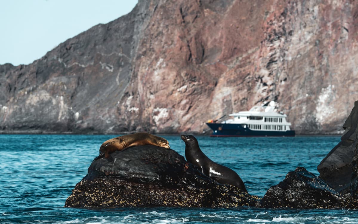 Sea lions resting on a rock, Origin in the background