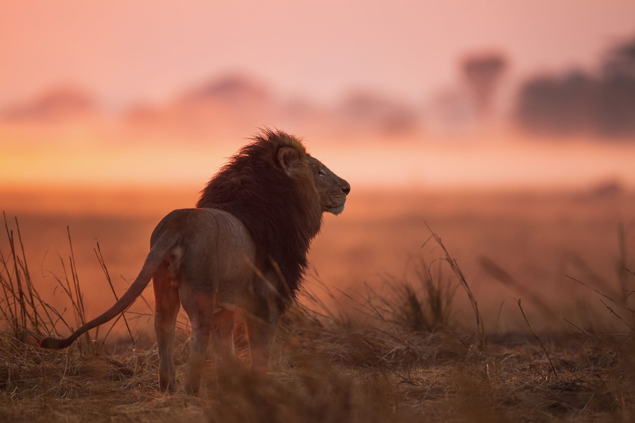 Lion at sunset in Busanga Plains