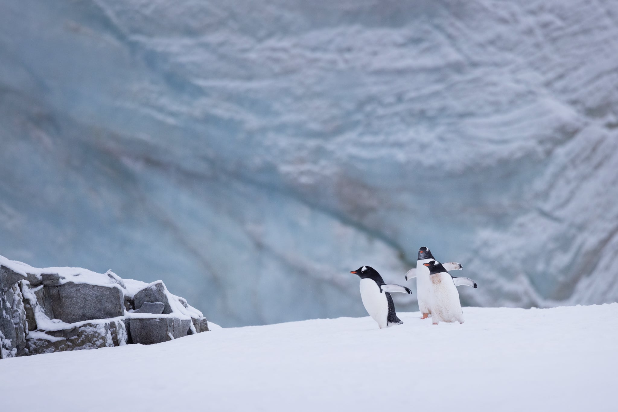 Penguins in Antarctica