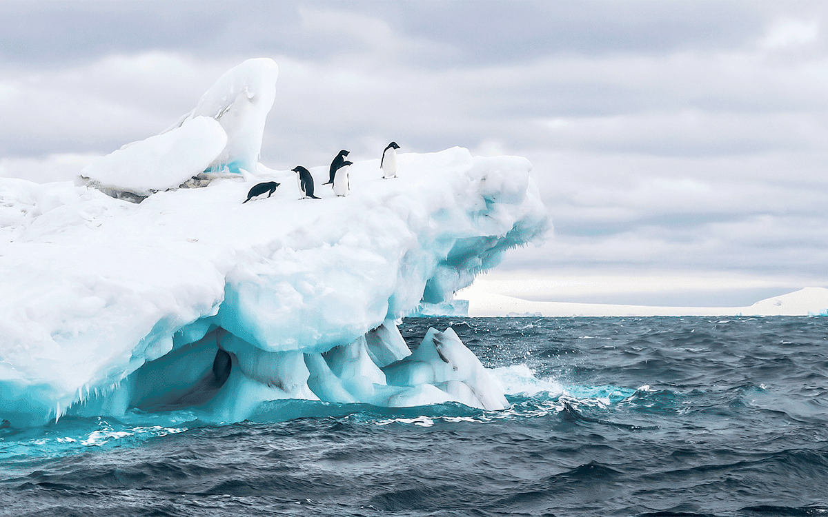 Five Adelie penguins on a floating iceberg in the icy cold waters of the Weddell Sea