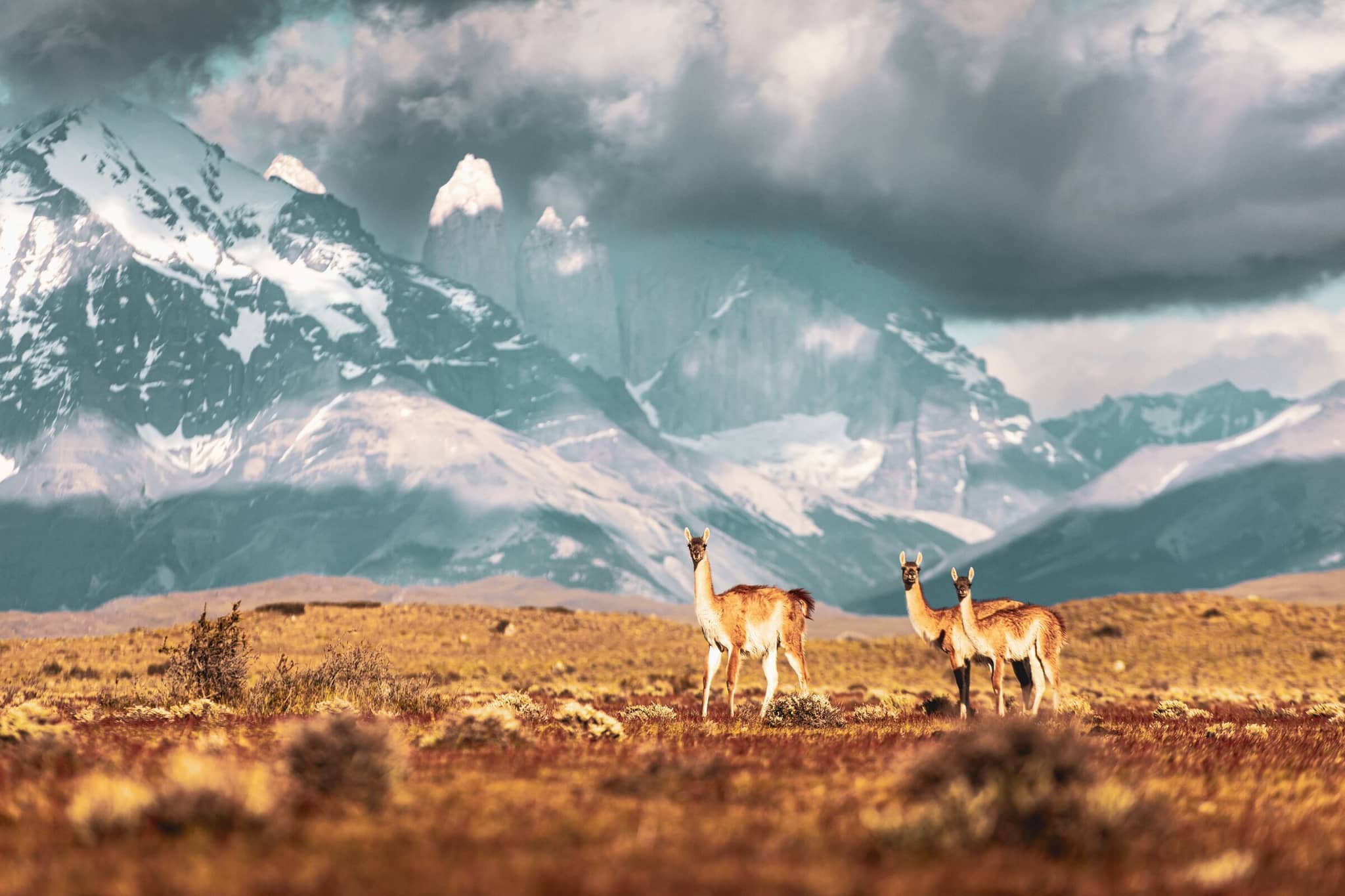 Two wild guanacos in front of snow-capped Andes mountains during a luxury wildlife expedition in Patagonia.