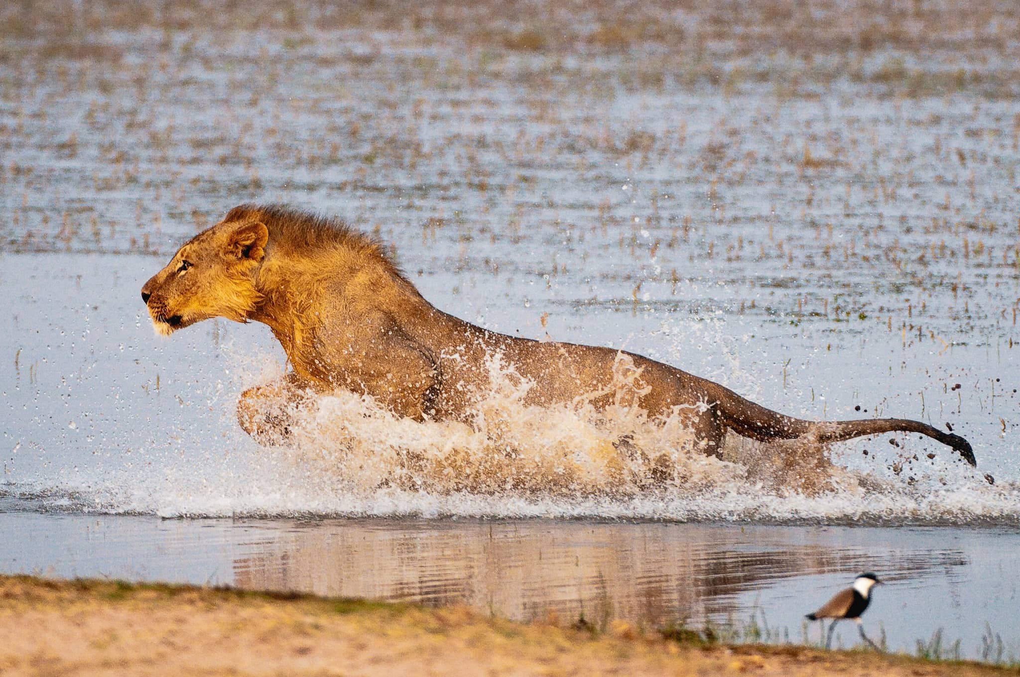 Kenya: Essence of a Continent gallery Gallery Kenya Chyulu Hills Great PLains Conservation