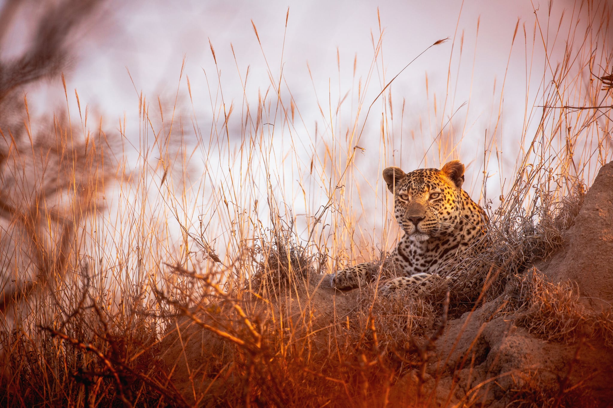 Essential Southern Africa hero image