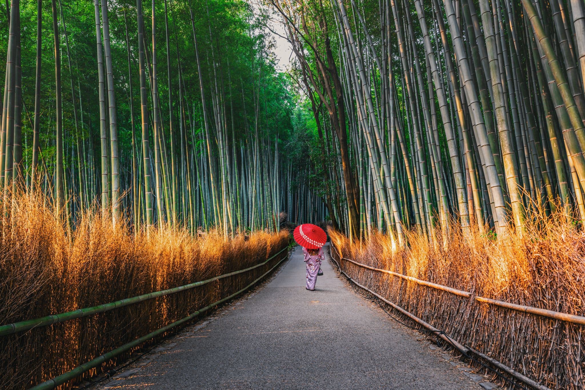 Arashiyama Bamboo Grove pathway in Kyoto on a Japan luxury tour