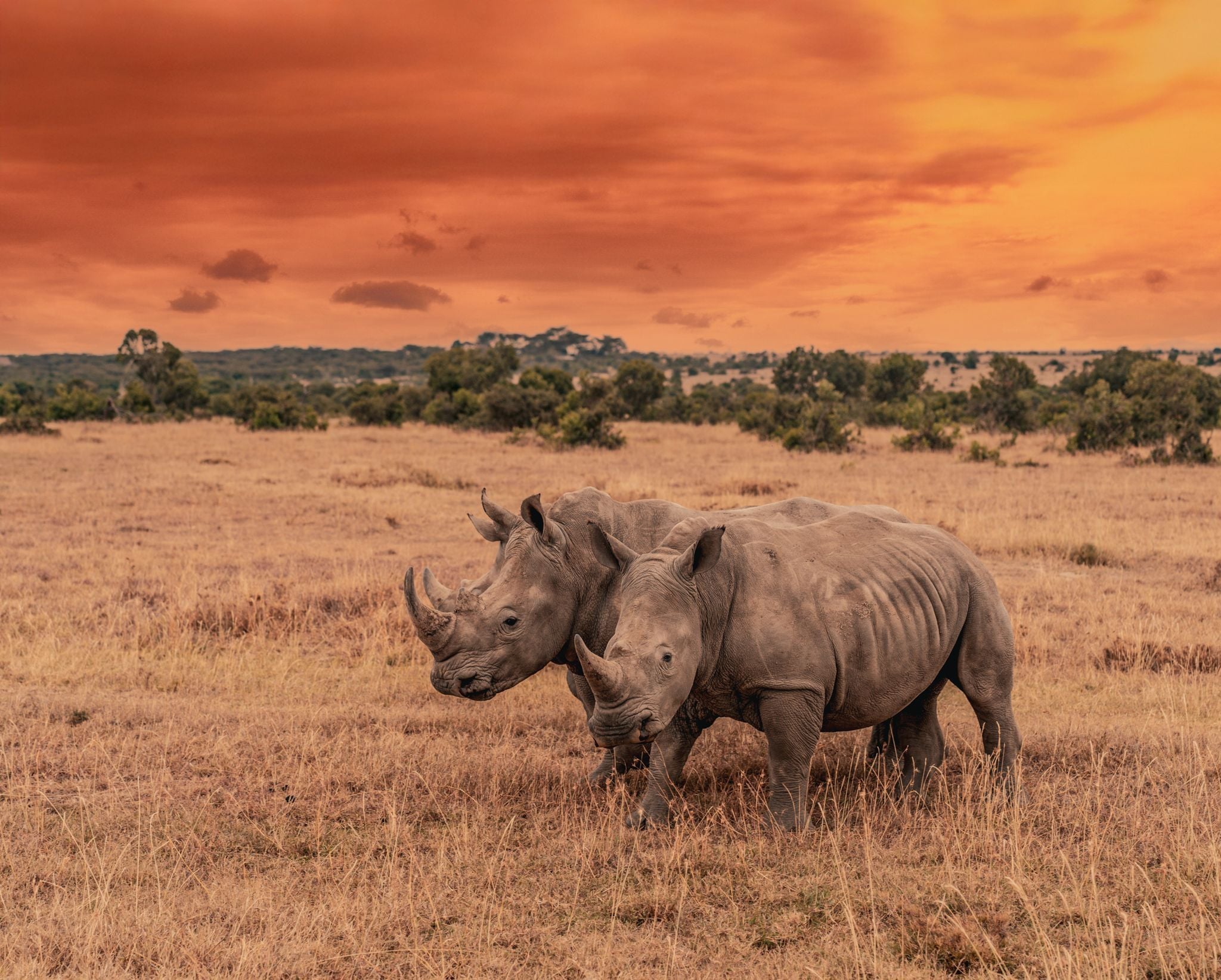White rhino grazing in open savanna under expansive African skies