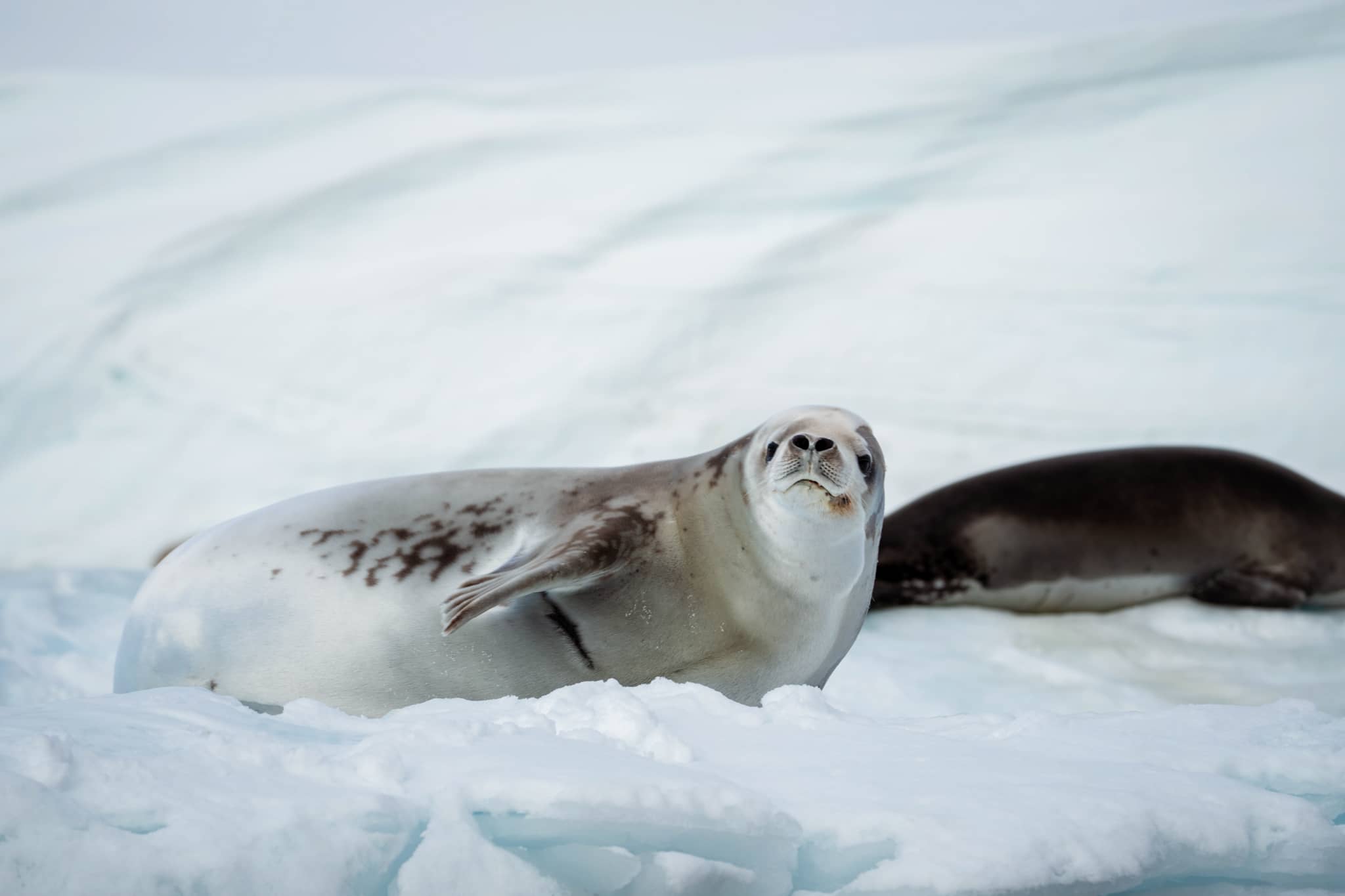 Seal in Antarctica