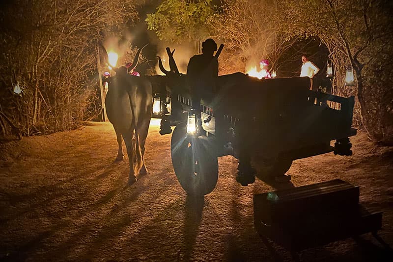 Jawai Ox Cart Kate Doty 800x535 1