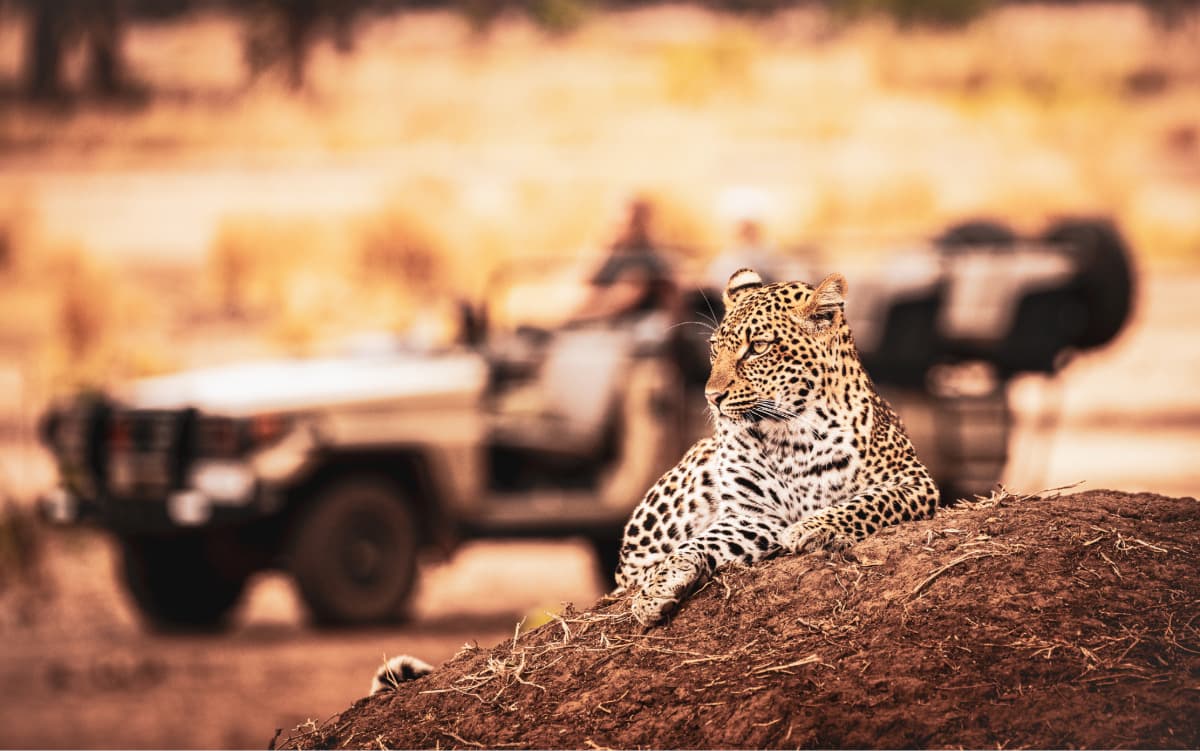 Leopard resting on a dirt mound