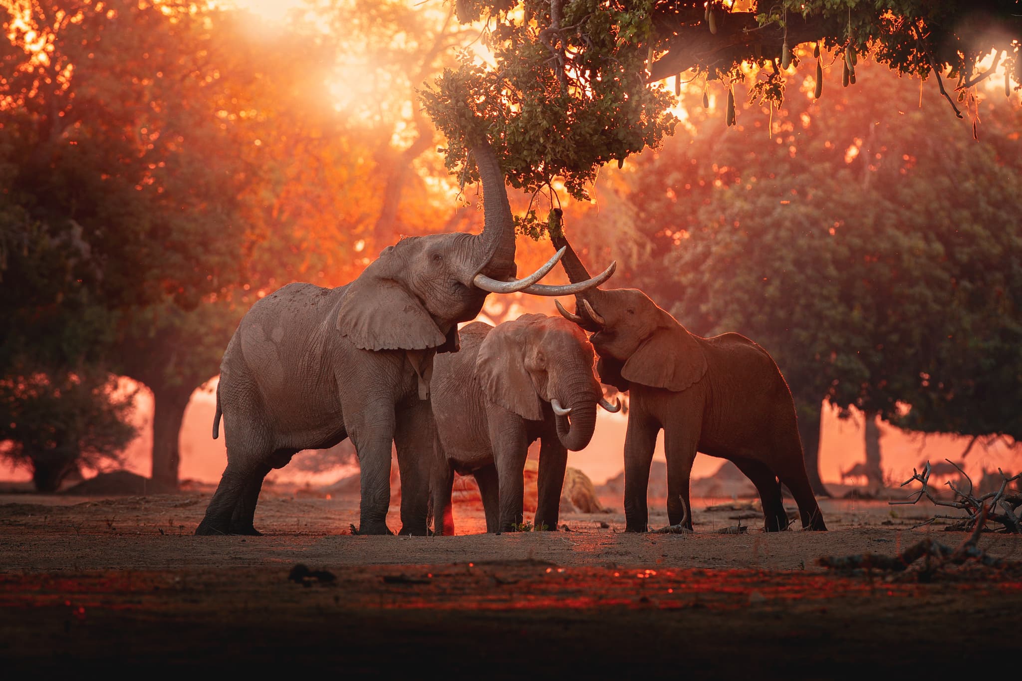 Elephants in Mana Pools National Park, Zimbabwe