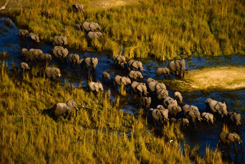 unesco sites botswana okavango elephants