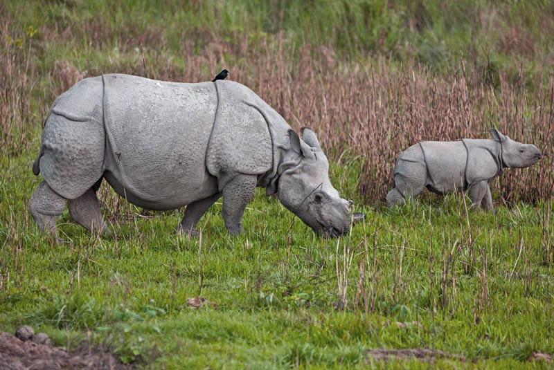 A mother great Indian one-horned rhino and her calf in Kaziranga National Park, India