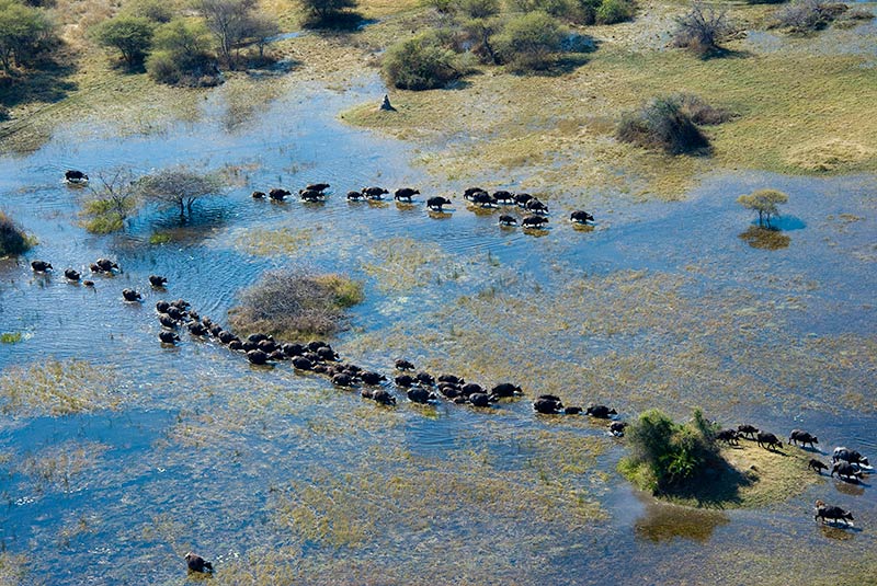 Aerial image of a herd of Cape Buffalo in the Kwedi Concession of Botswana's Okavango Delta