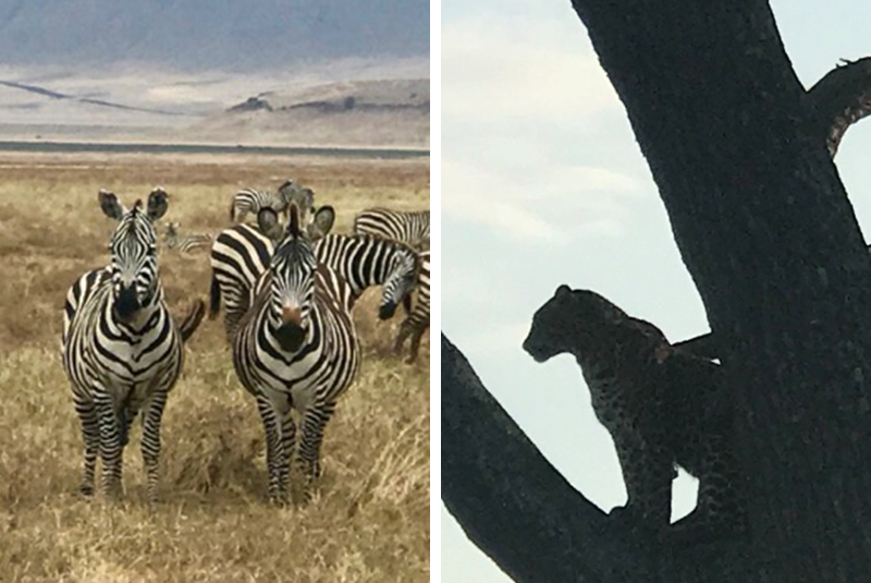 Zebras and first leopard sighting in Tanzania