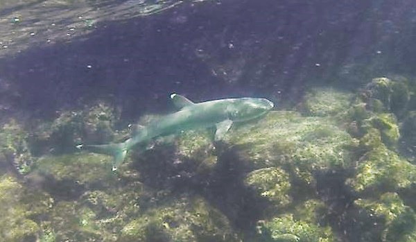 White-tipped reef shark swims by: Galapagos Adventure Travel with GeoEx