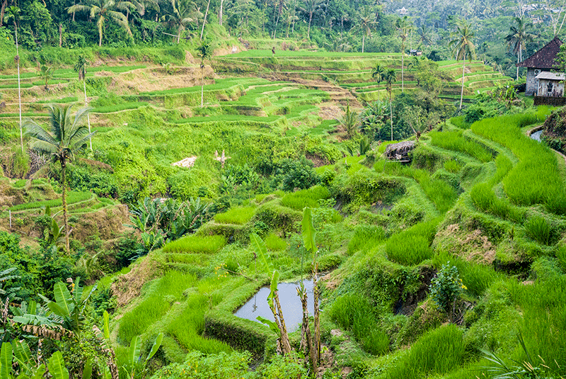 Indonesia, Bali, Ubud. Tegalalang village. Lush, terraced rice fields and coconut palm trees.