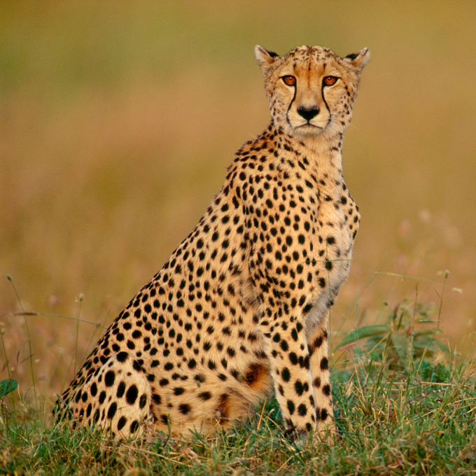 Kenya Luxury Safaris | Kenya Trips & Tours | GeoEx