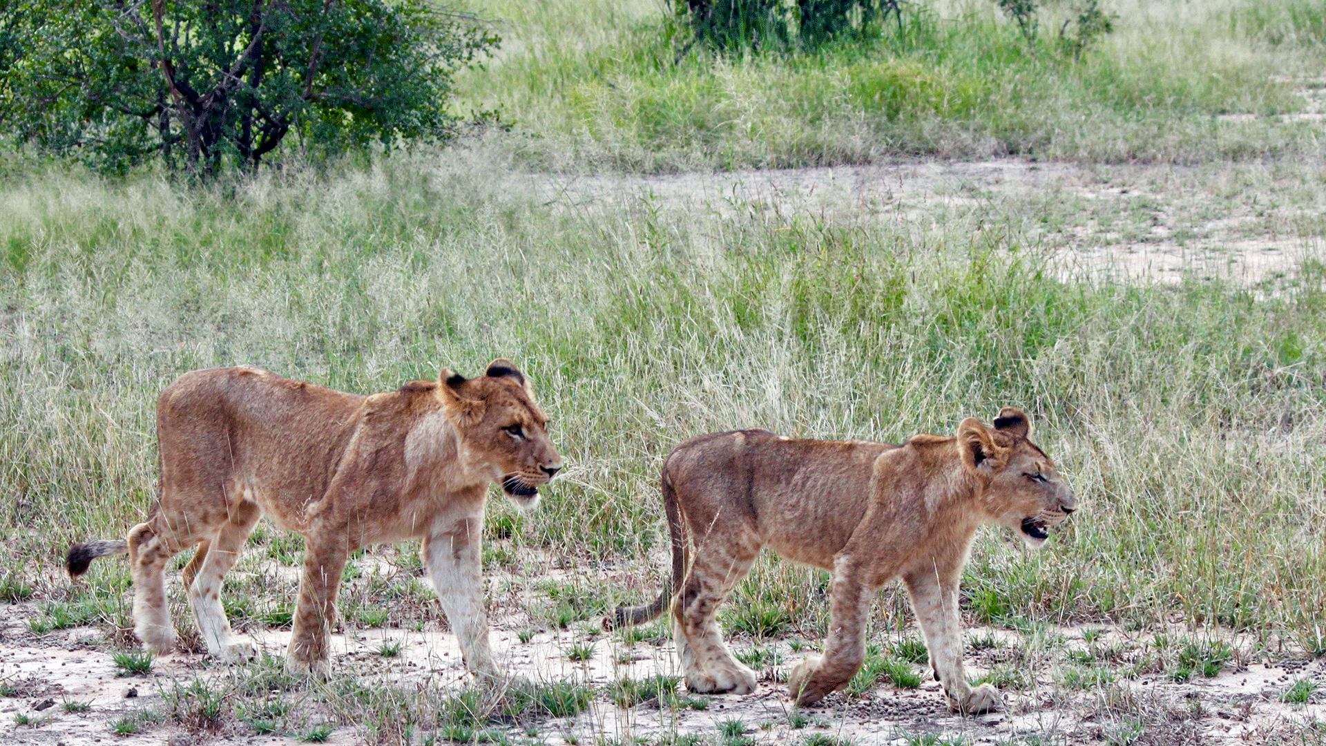 Lion cubs in Sabi Sands Reserve