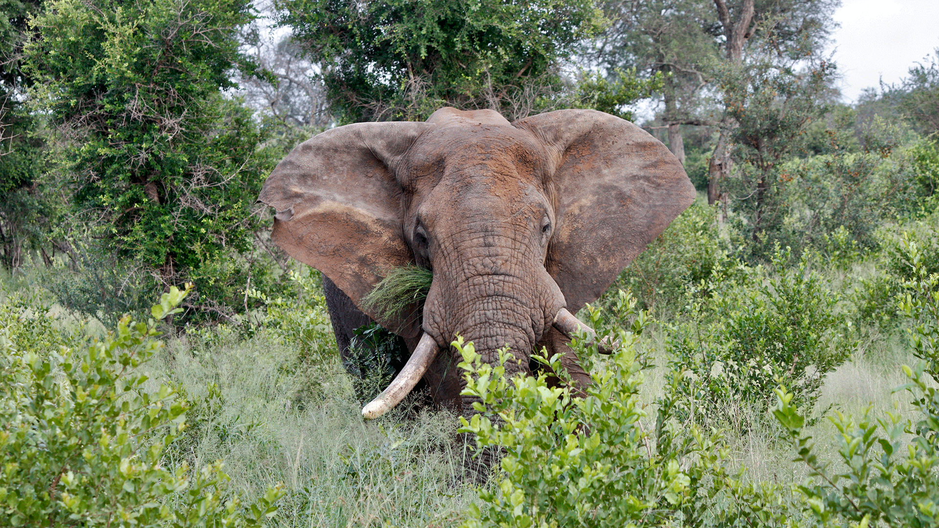 Elephant in Sabi Sands Reserve