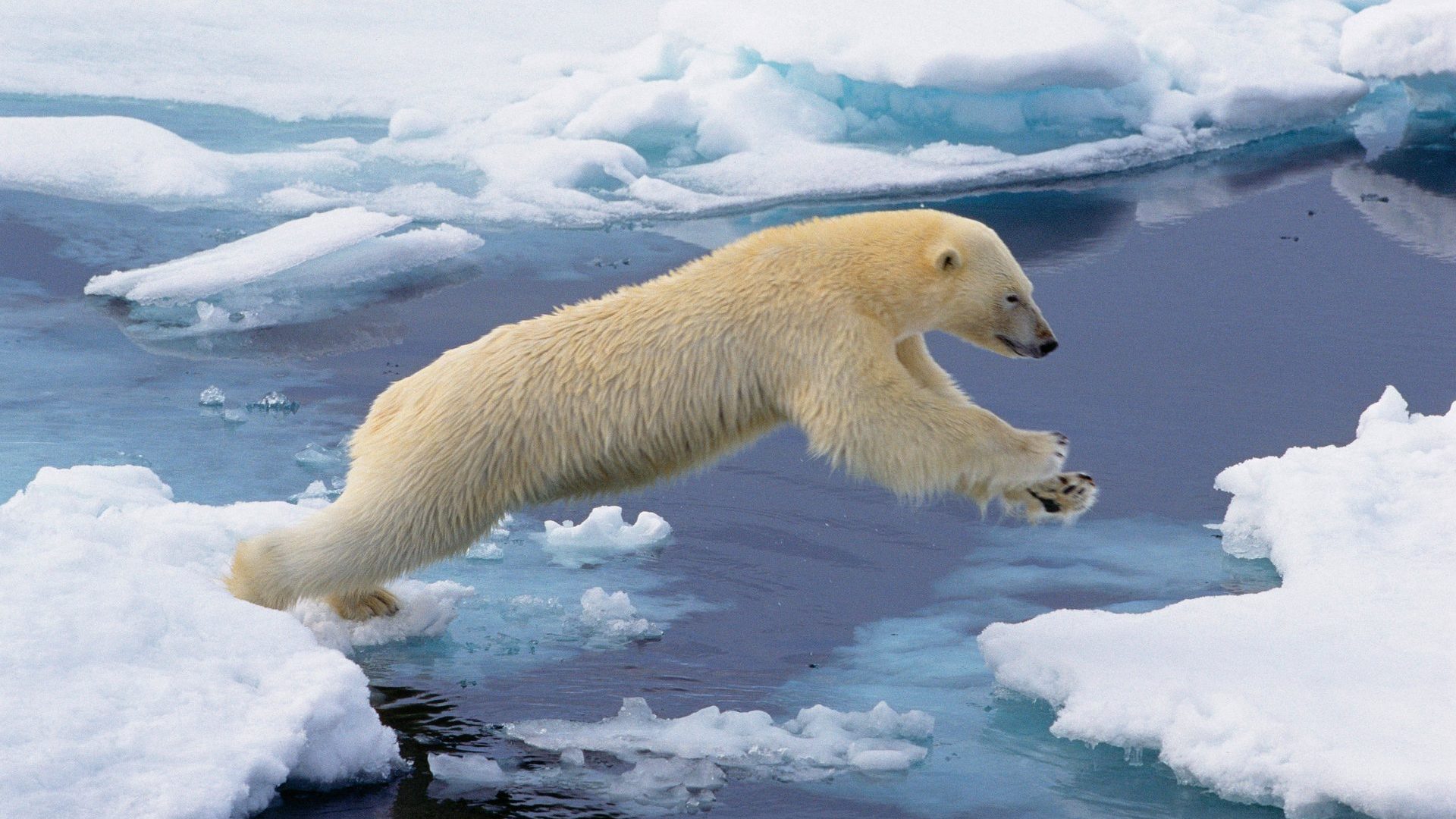 polar bear tours in svalbard