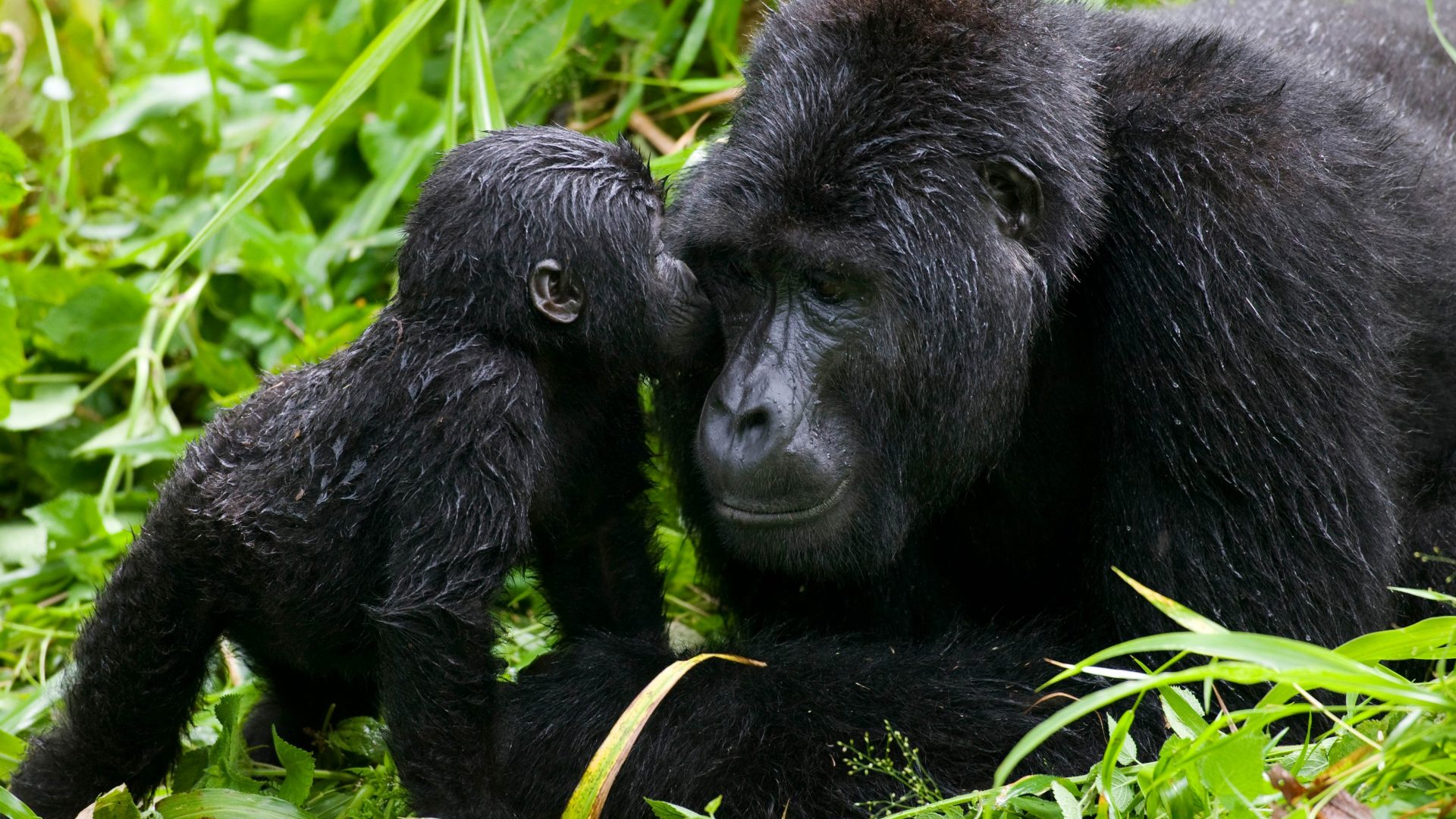 uganda gorilla trips