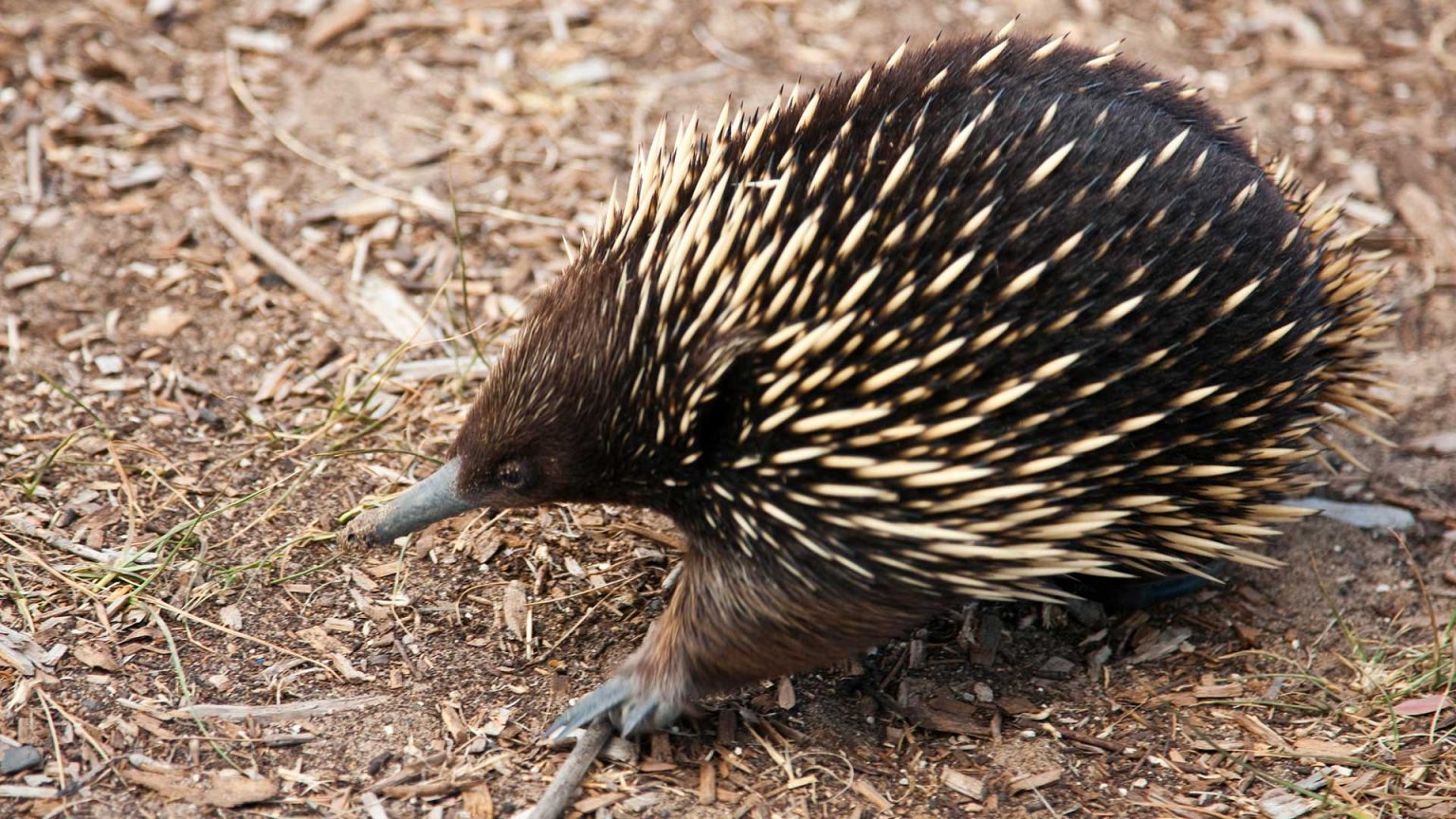 Kangaroo Island Tour & Great Barrier Reef Excursion in Australia