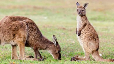 Kangaroo Island Tour & Great Barrier Reef Excursion in Australia