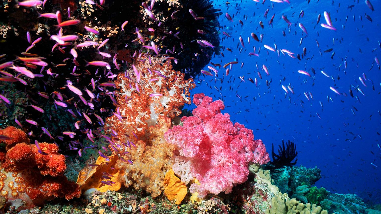 atoll coral reef