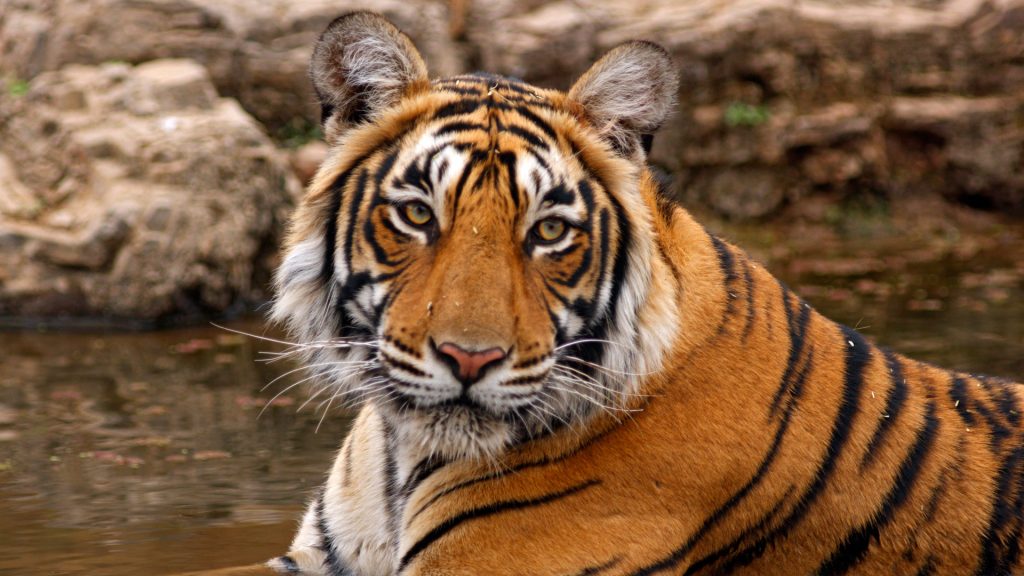 India Trips, Luxury Travel, and Tiger Safaris | GeoEx