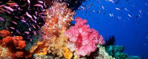 Australia, Great Barrier Reef, Pixie Pinnacle With Colorful Soft Coral