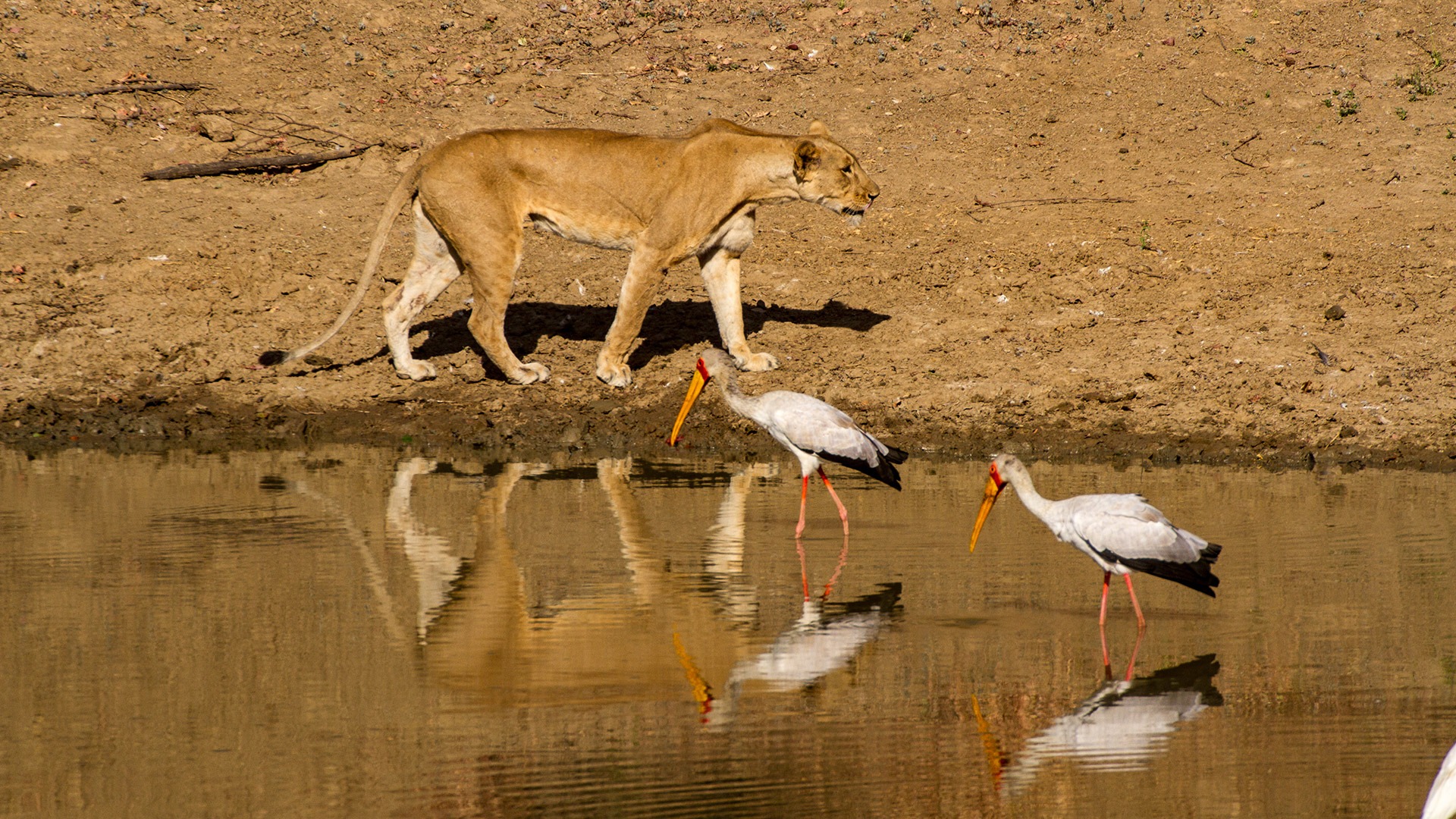 Chad Wildlife Safari Natural World Safaris