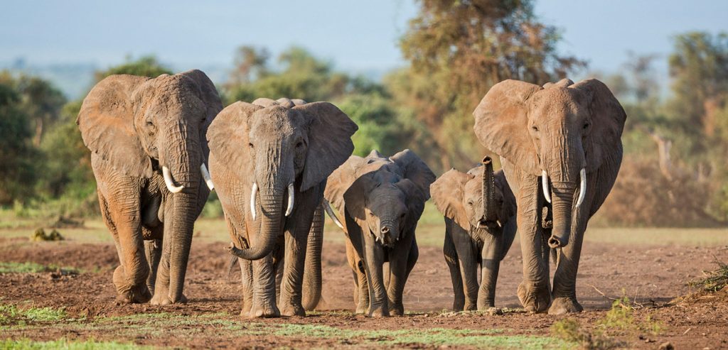 Elephants in Kenya | Custom Safari in Kenya [Part Three]