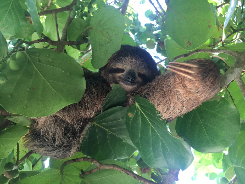 Travel Photo: Three-toed sloth in a tree in Costa Rica.