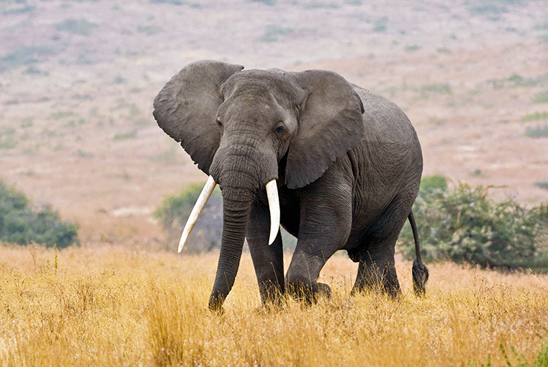 Tanzania, Elephant