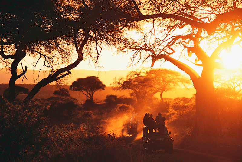 Tanzania Sunset Safari