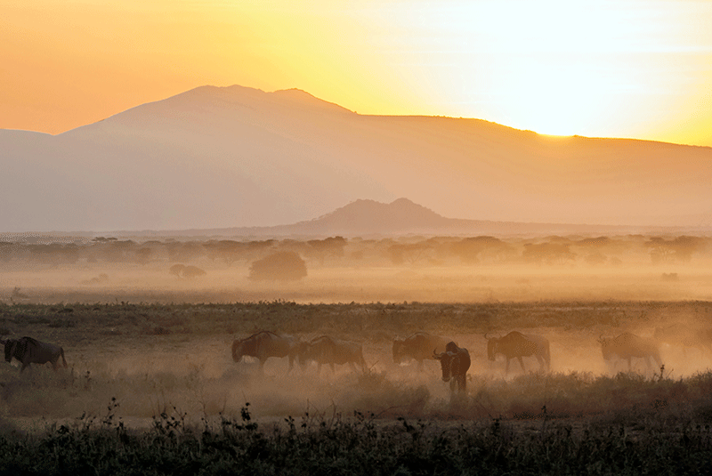 Tanzania, Wildebeests at Sunrise