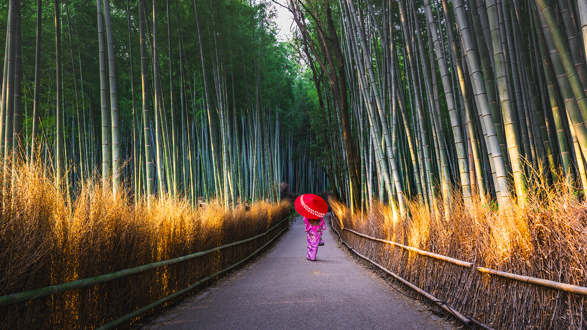 Japan, Bamboo Forest