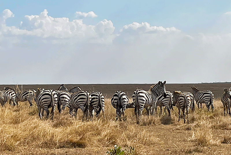 Masai Mara