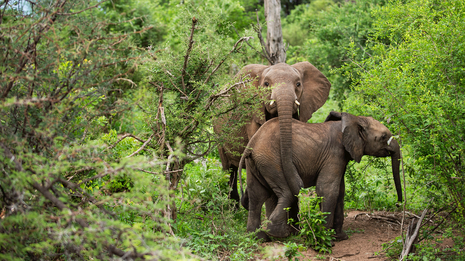 Elephants in Zimbabwe, Mpala Jena