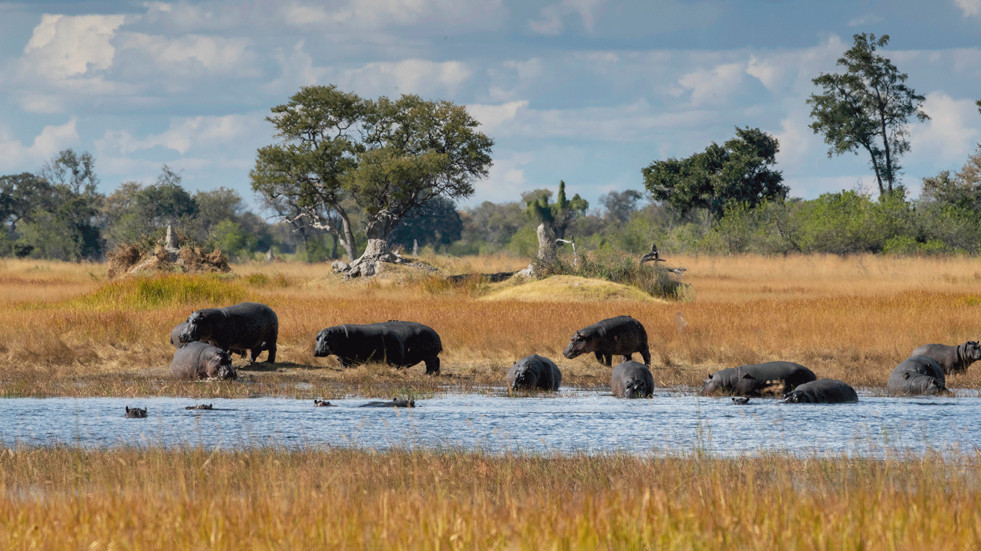 Hippos in Botswana, Kiri Camp