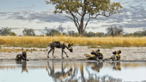 Wild dogs in Botswana, Kiri Camp