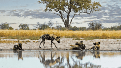 Wild dogs in Botswana, Kiri Camp