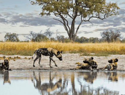 Wild African painted dogs resting by a watering hole in a scenic savanna landscape, showcasing Southern Africa travel.