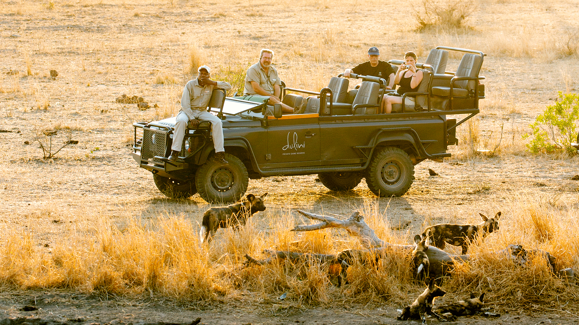 Wild Dogs in Sabi Sands Game Reserve, Dulini Moya