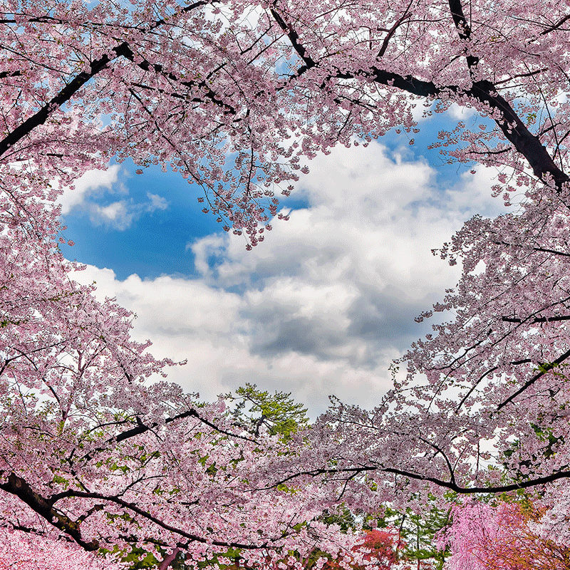 Japan Cherry Blossoms