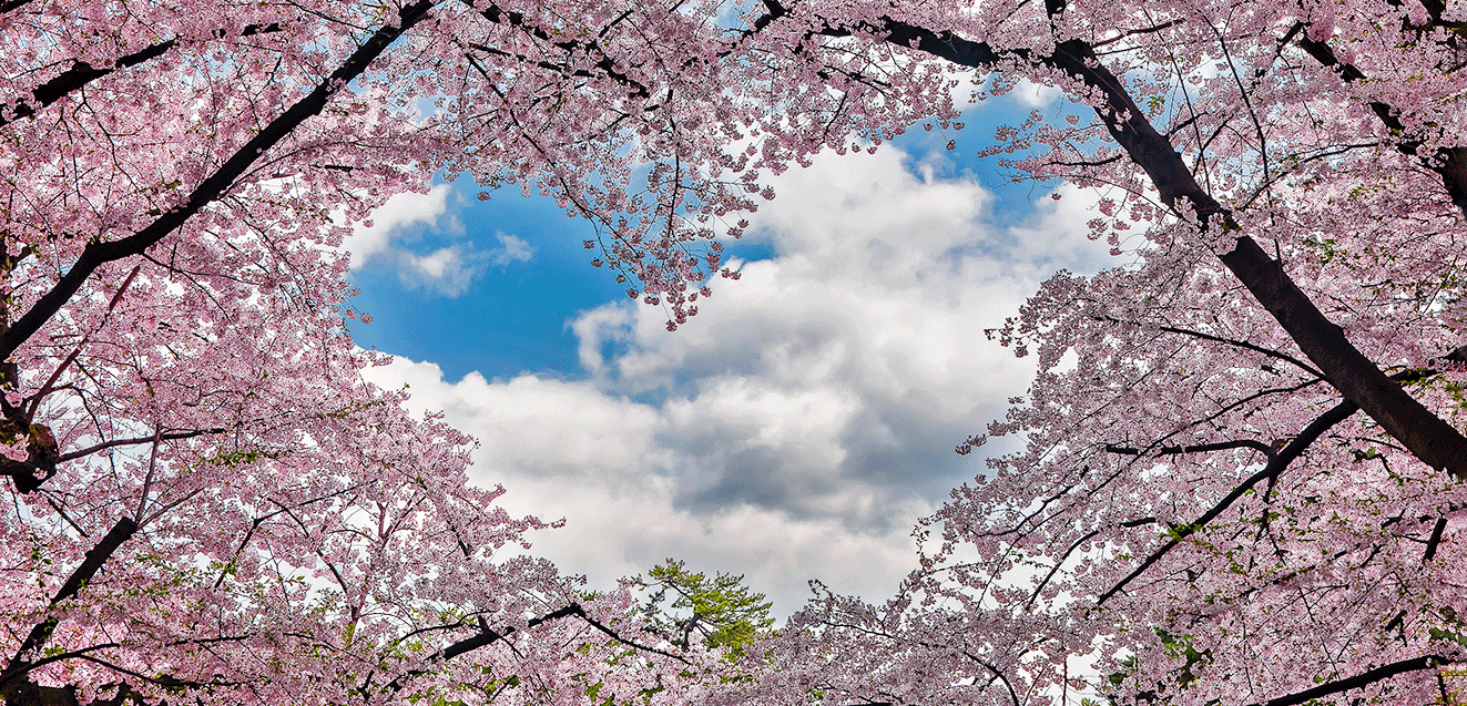 Cherry Blossoms in Japan