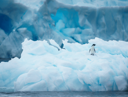 Antarctica landscapes with penguin